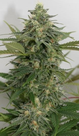 Sweet Ammo Feminised Seeds