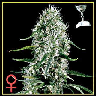 Super Silver Haze Feminised Seeds