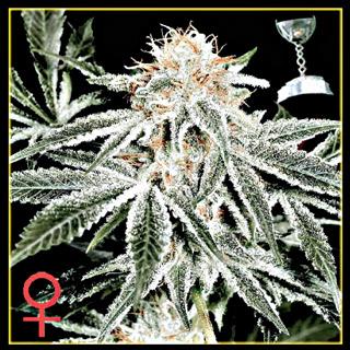White Widow Feminised Seeds - Greenhouse
