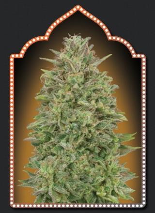 00 Skunk Feminised Cannabis Seeds by 00 Seeds