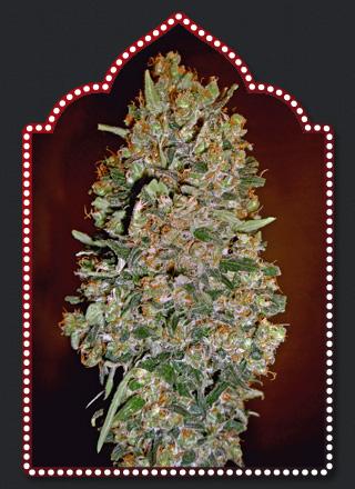 Automatik Collection #1 Feminised Seeds - 6