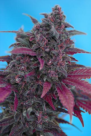 Dark Devil Auto Feminised Cannabis Seeds by Sweet Seeds