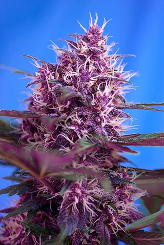 Red Poison Auto Feminised Seeds by Sweet Seeds