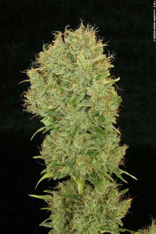 Chocolope Feminised Seeds - Image 2