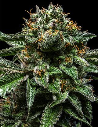 Chempie Feminised Cannabis Seeds by Ripper Seeds