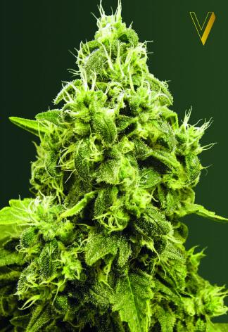 Jack Hammer Feminised Seeds