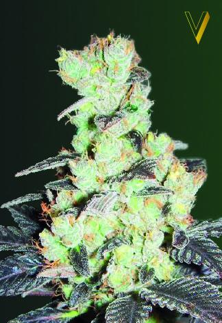 NHL Diesel Feminised Seeds