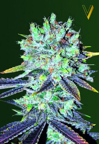 Original Berry Feminised Seeds