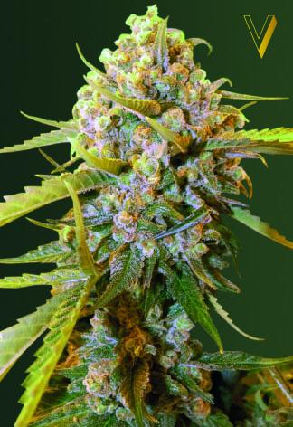 Biggest Bud Feminised Seeds
