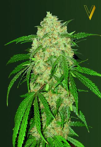 Bubblegum + Pro Feminised Seeds