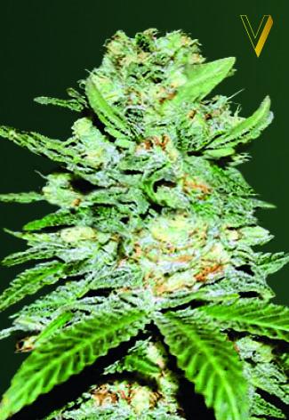 Jack Hammer Auto Feminised Seeds