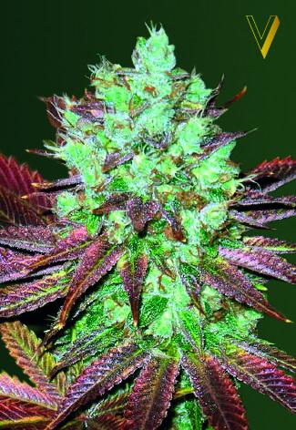 NHL Diesel Auto Feminised Seeds