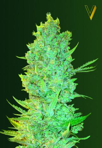 OG Kush Feminised Seeds - Victory