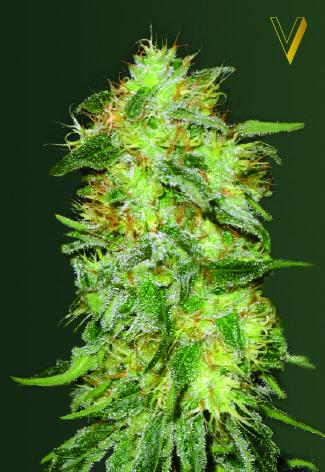 Original Limonade Skunk Auto Feminised Seeds