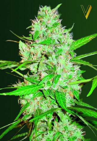 Red Russian XXL Auto Feminised Seeds