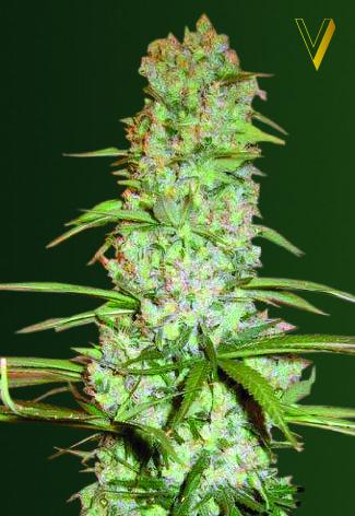 Red Russian XXL Feminised Seeds