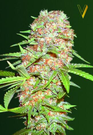 Super Extra Skunk Auto Feminised Seeds