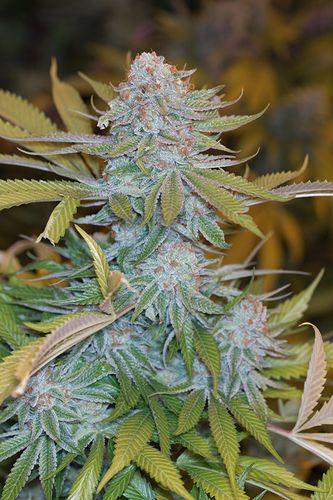 Chocolate Mint OG Feminised Seeds