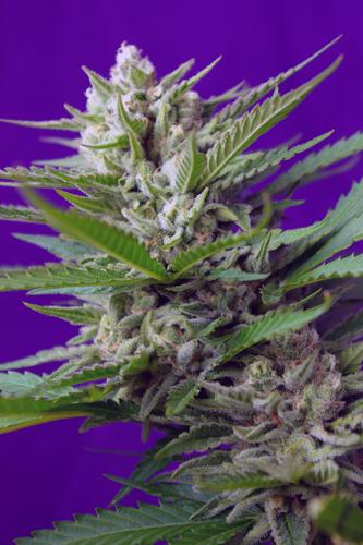 Speed Devil #2 Auto Feminised Seeds