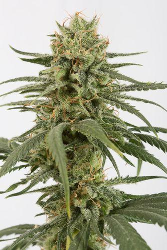 Amnesia CBD Feminised Seeds