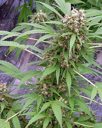 Early Skunk Regular Seeds - 18
