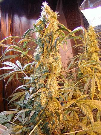 Mango Widow Regular Seeds - 18 - Image 2