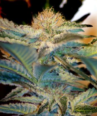 Mohan Ram Auto Feminised Seeds