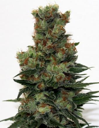 Ripper Badazz REGULAR Seeds - 12