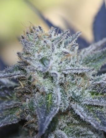 Washing Machine Feminised Cannabis Seeds by Ripper Seeds