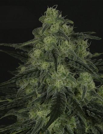 Black Valley Feminised Seeds