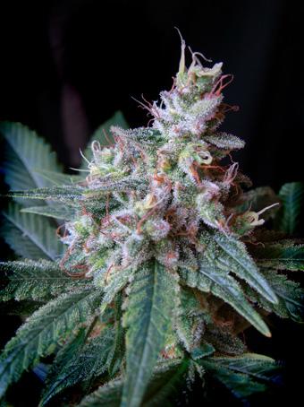 Cream Caramel Auto Feminised bulk Seeds