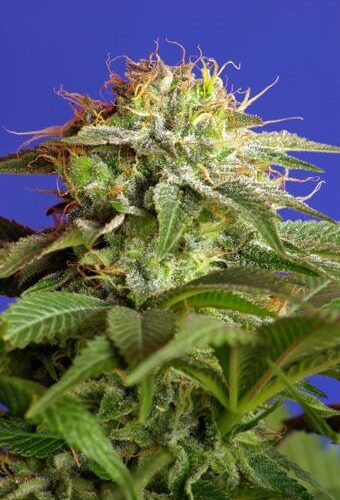 Green Poison Auto Feminised Seeds