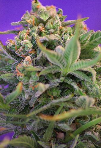 Sweet Cheese Auto Feminised Seeds