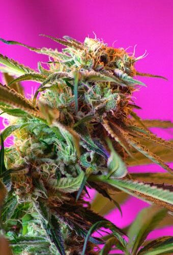 Wild Rose Feminised Seeds