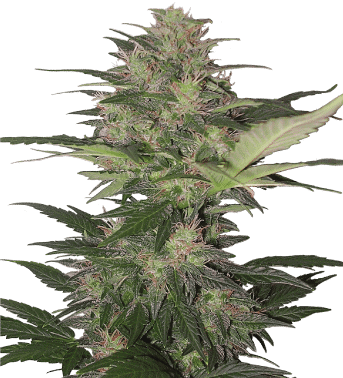 Red Dwarf Auto Regular Seeds