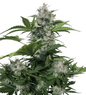 White Dwarf Auto Regular Seeds