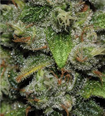 Red Dwarf Auto Regular Seeds - Image 2