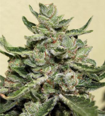 White Dwarf Auto Regular Seeds - Image 2