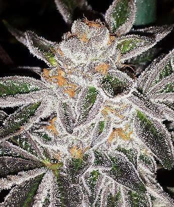 Key Lime Pie Feminised Seeds