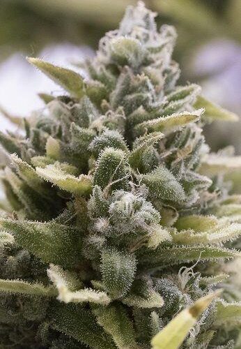 OG Kush Auto Feminised Cannabis Seeds by Humboldt Seeds Organization