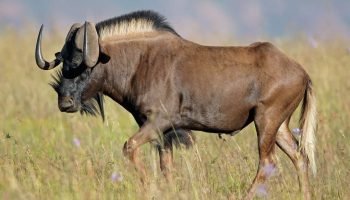 Hunt Safari in South Africa Black Wildebeest