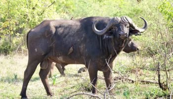 Hunt South Africa Prices Cape Buffalo