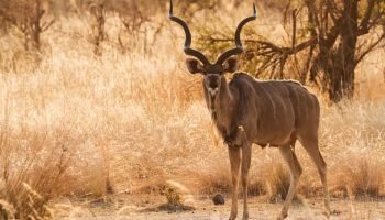 Trophy Kudu Package Hunts