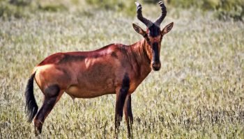 Hunt in South Africa Red Haartebeest
