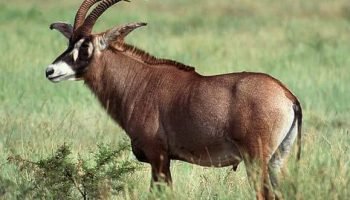 Hunt in South Africa Roan Antelope