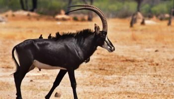 Hunt in South Africa Prices Sable Antelope