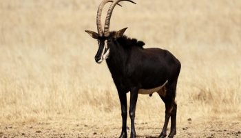 Hunting in South Africa Sable Antelope Package