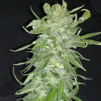 Cristal Paradise Feminised Seeds - 5