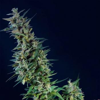 Kama Kush CBD Feminised Seeds