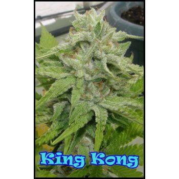King Kong Feminised Seeds - Image 2